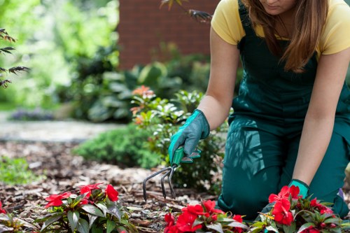 A gardener wearing a yellow top and teal gardening apron is kneeling in a well-maintained garden, using a small hand rake to tend to colorful red and pink flowering plants in a flower bed. The garden features lush green foliage, including leafy shrubs and a background hedge, with visible soil patches and a paved stone pathway nearby. The scene appears to be outdoors on a clear day, with natural light illuminating the vibrant floral display. This setting exemplifies professional gardening and landscaping work typical of services provided by companies like Lawn Mowing Brockley in the Brockley area, with attention to detail in floral and plant care within a landscaped outdoor space.